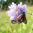 Sommer in der Rhön