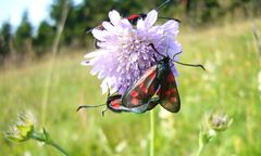 Sommer in der Rhön