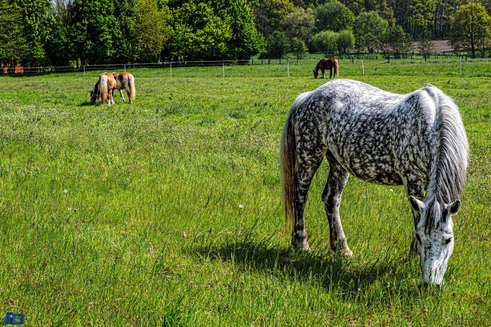 Sommer in der Ried