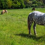 Sommer in der Ried