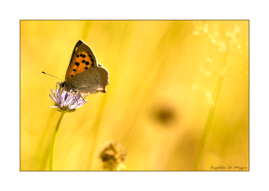 Sommer in der Senne