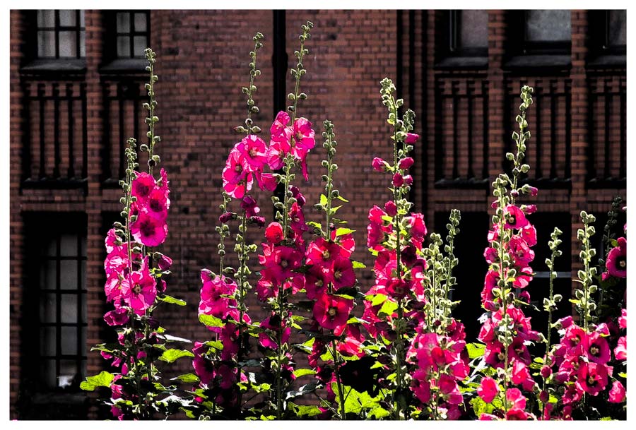 Sommer in der Speicherstadt...