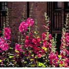 Sommer in der Speicherstadt...