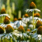 Sommer in der Stadt 08