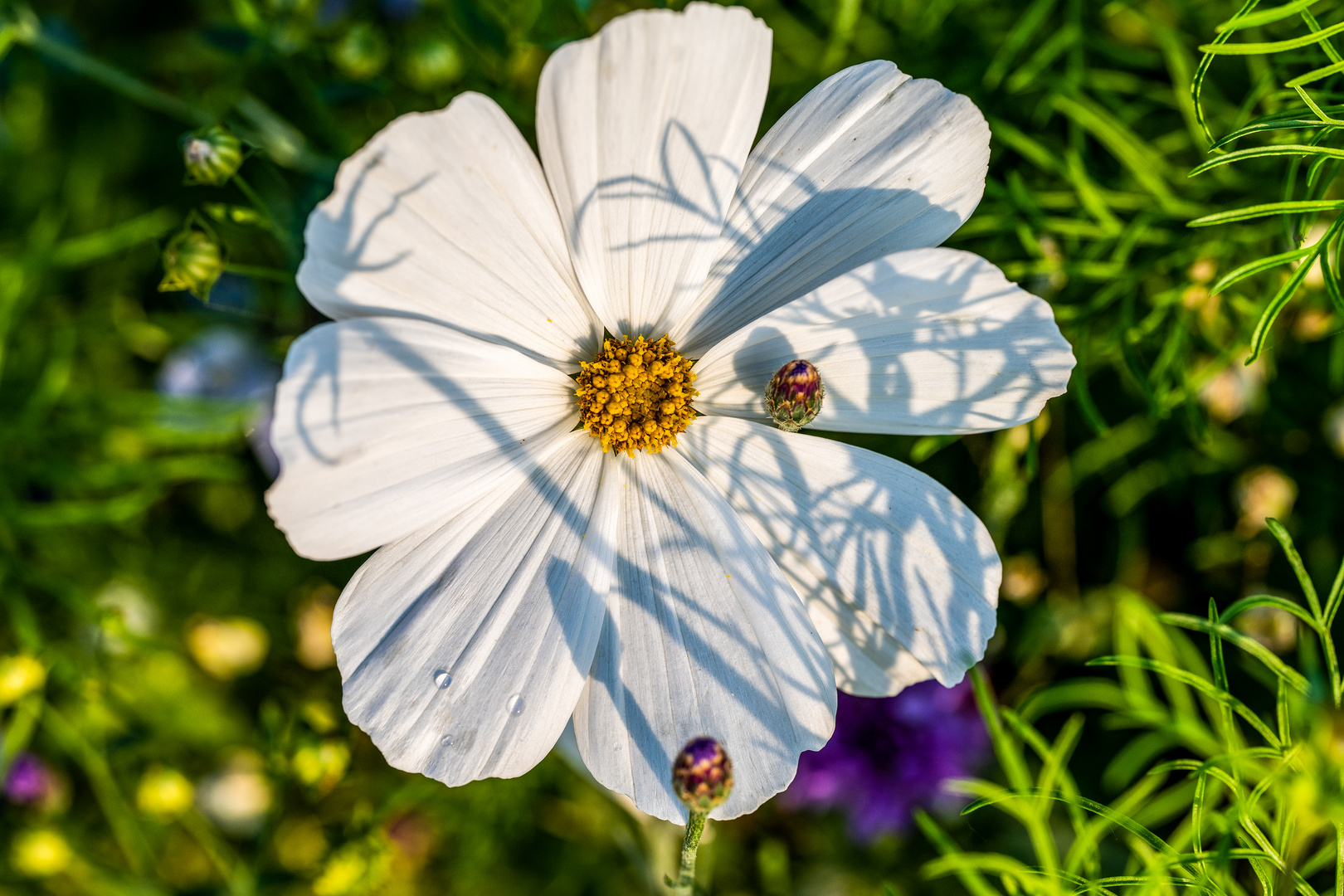 Sommer in der Stadt 09