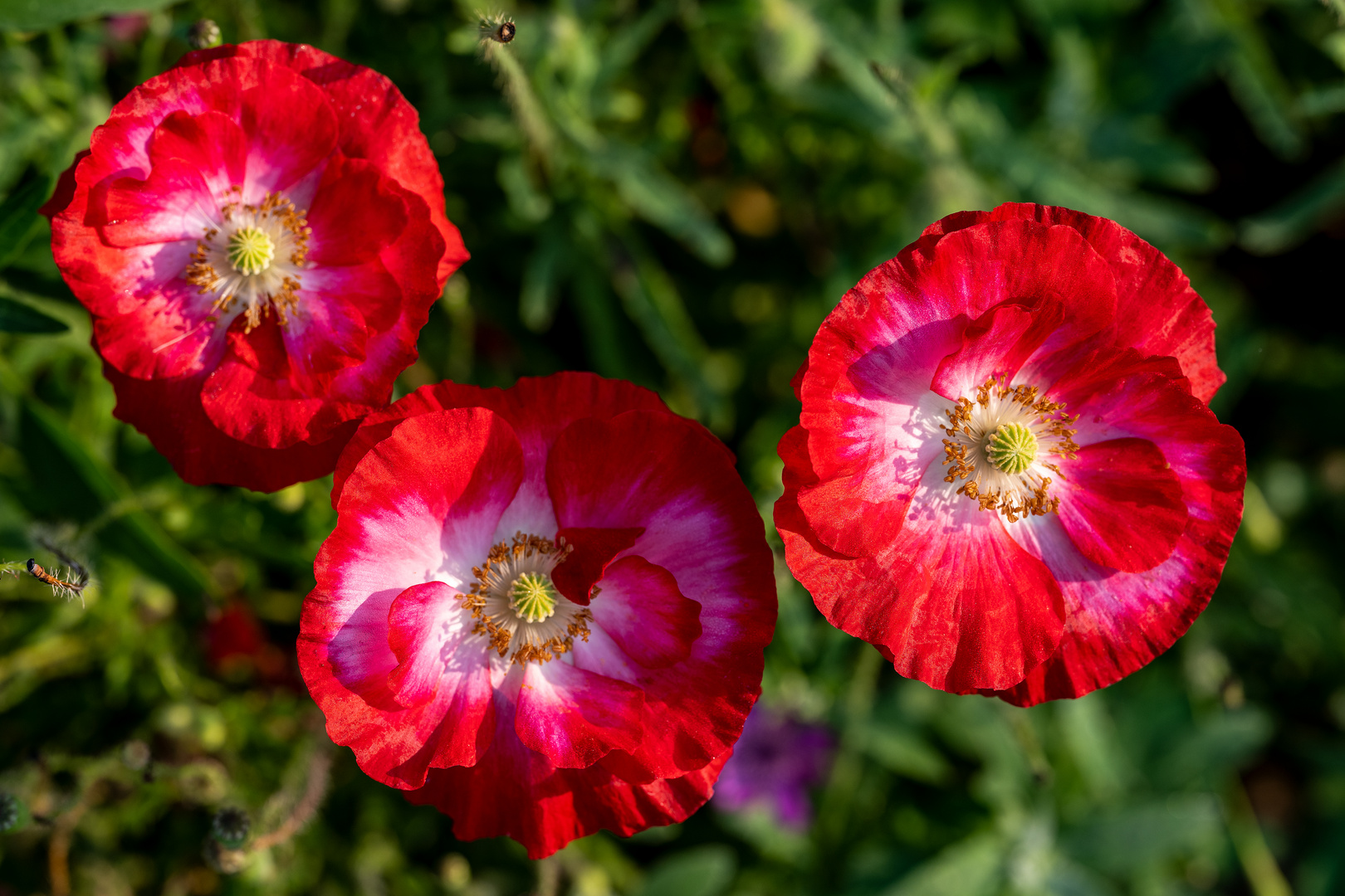 Sommer in der Stadt 11