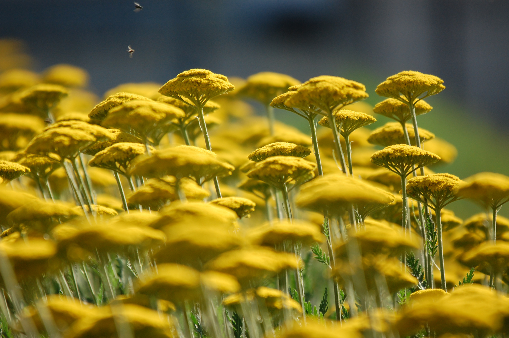 Sommer in der Stadt (Wächtersbach)