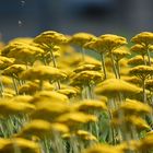 Sommer in der Stadt (Wächtersbach)