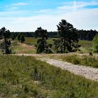 Sommer in der Südheide 