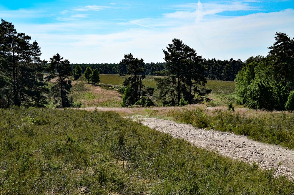 Sommer in der Südheide 