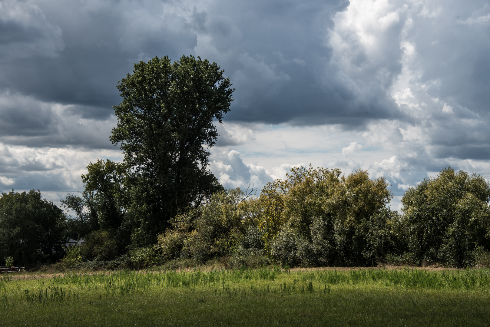 Sommer in der Südpfalz 2