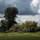 Sommer in der Südpfalz 2