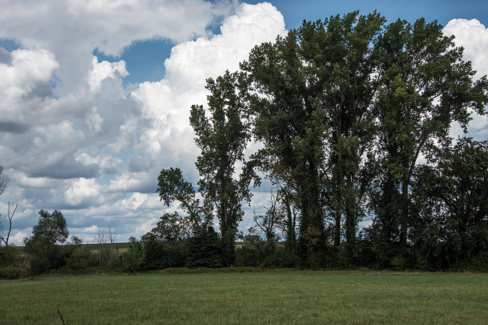 Sommer in der Südpfalz 