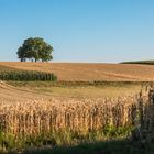 Sommer in der Südpfalz