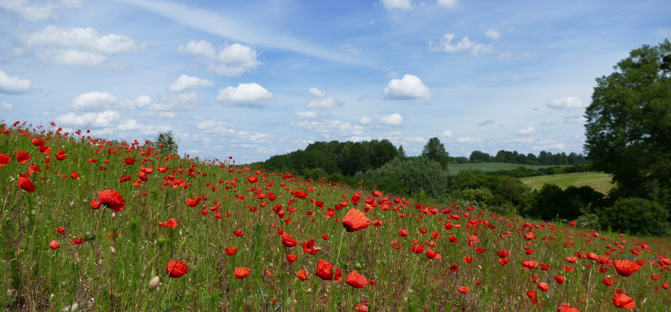 ...Sommer in der Uckermark...