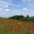 ...Sommer in der Uckermark...