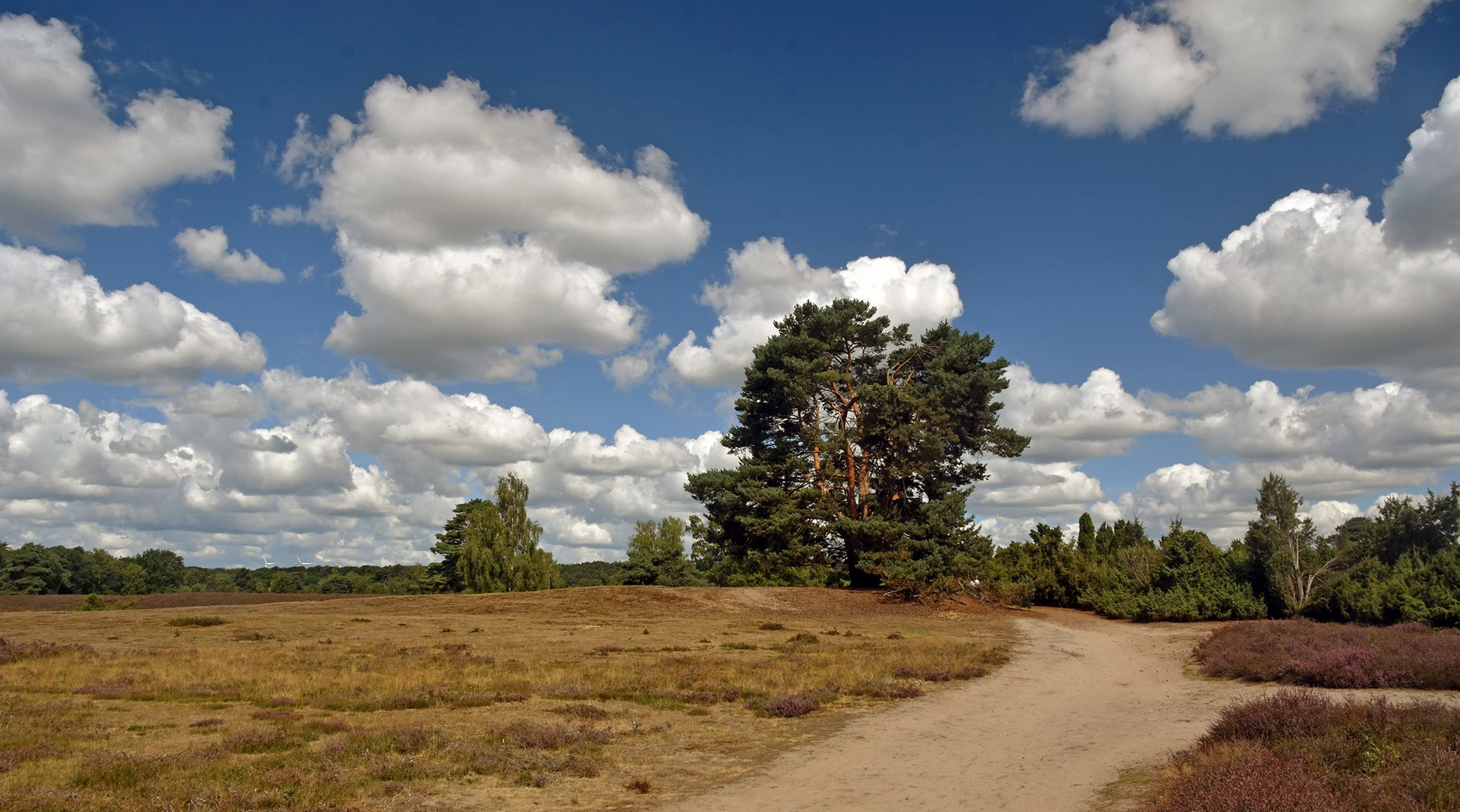 Sommer in der Westruper Heide....