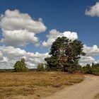 Sommer in der Westruper Heide....