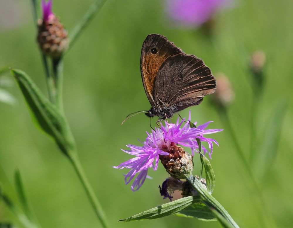 Sommer in der Wiese