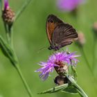 Sommer in der Wiese