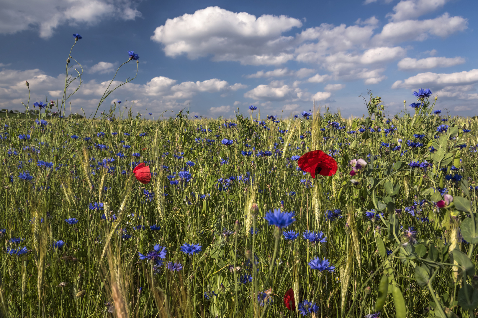 *Sommer in der Wittlicher Senke*