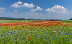 *Sommer in der Wittlicher Senke*