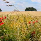 Sommer in Deutschland