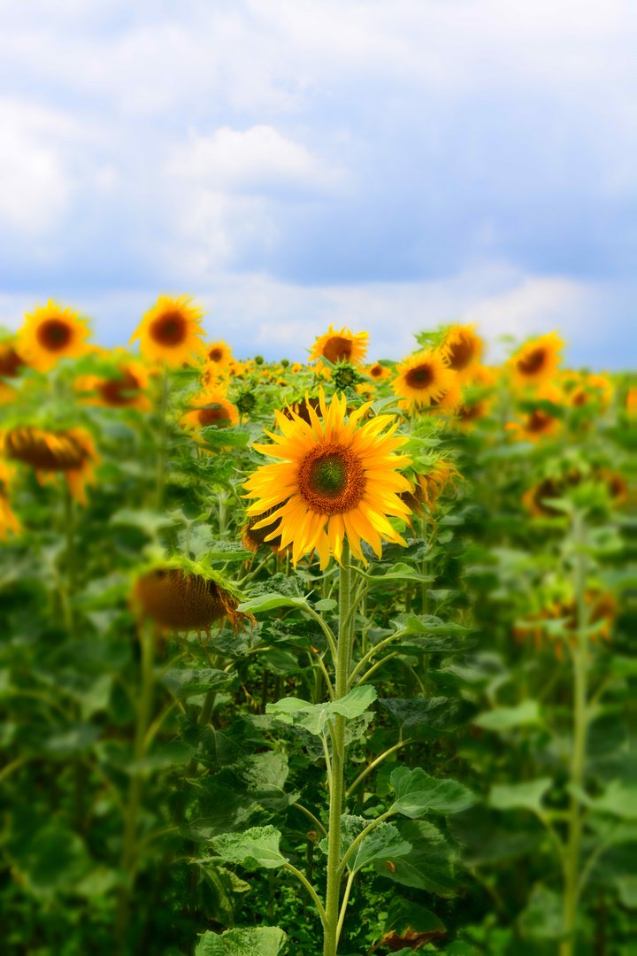 Sommer in Deutschland