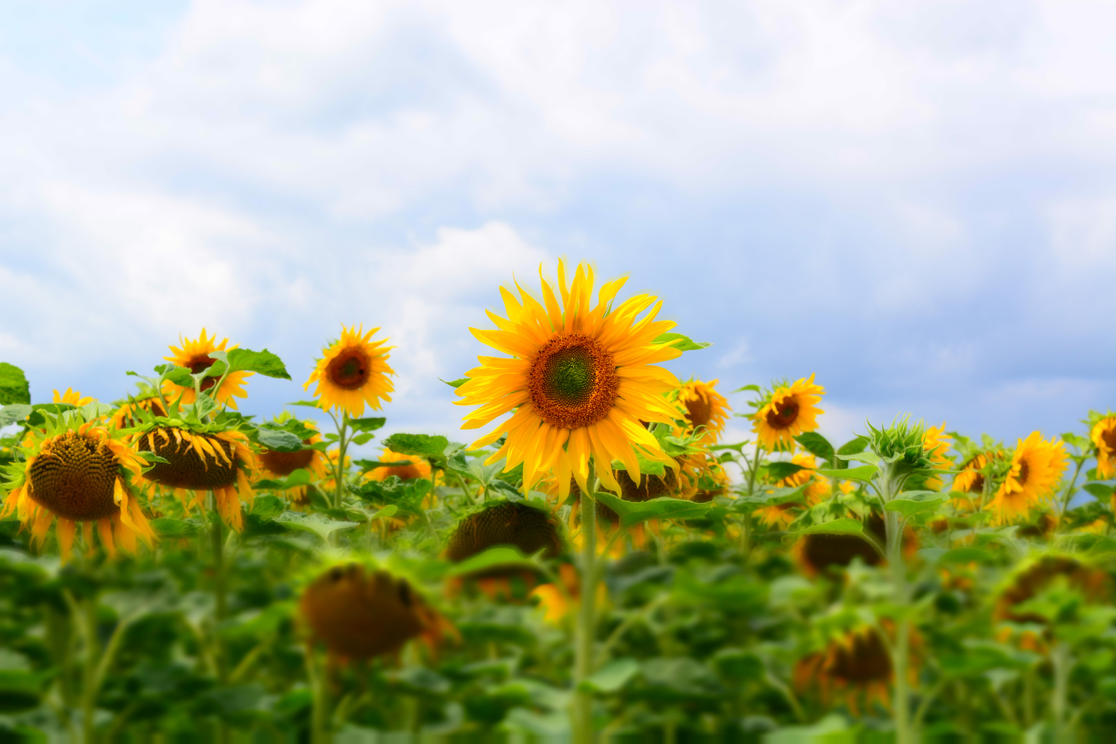 Sommer in Deutschland_2