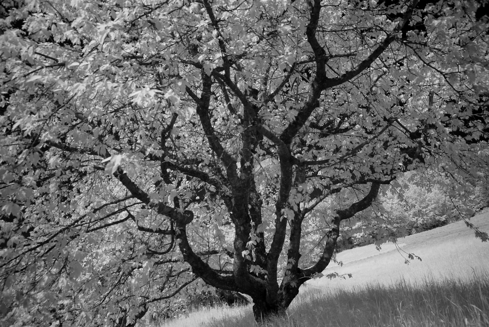 Sommer in einem andern Licht