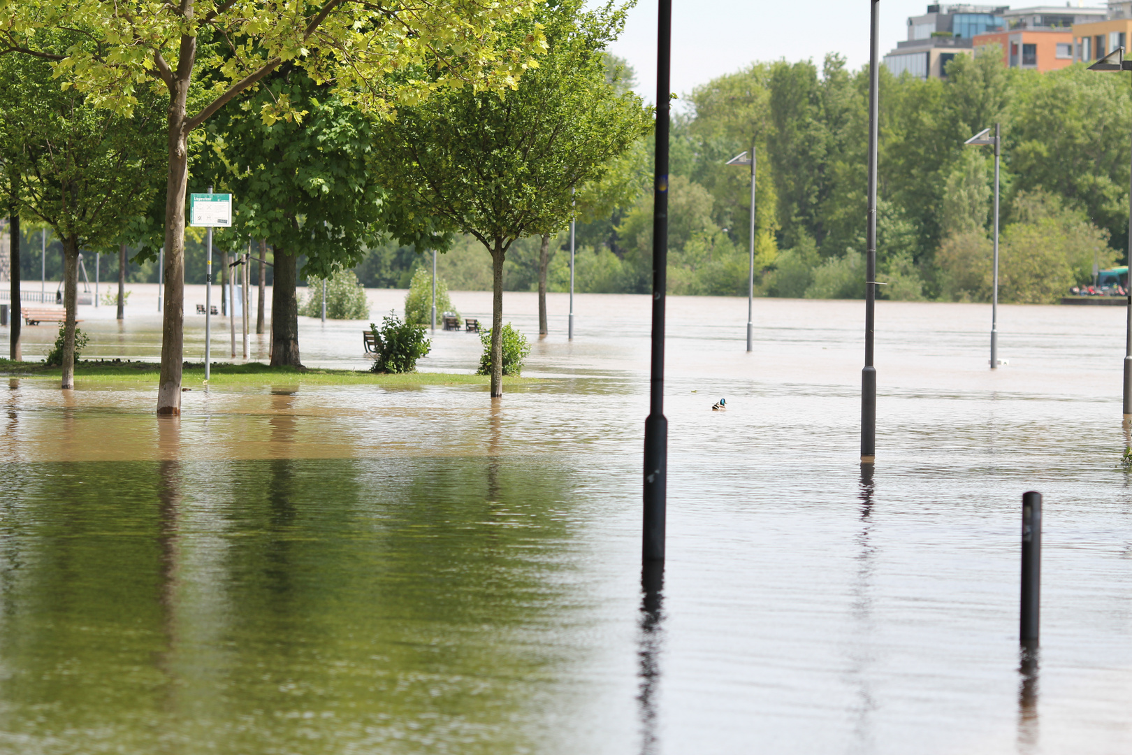 Sommer in Frankfurt am Main