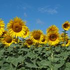 Sommer in Frankreich