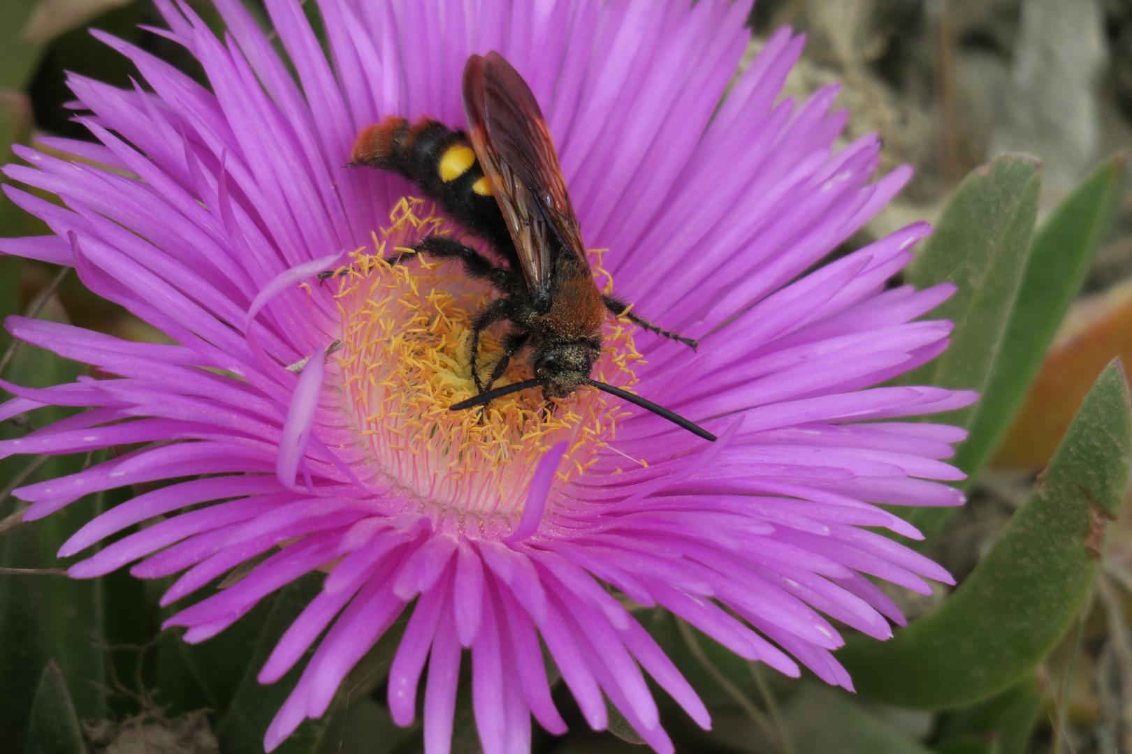 Sommer in Griechenland