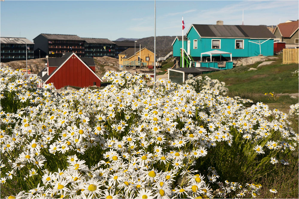 Sommer in Grönland..