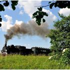 Sommer in Großpolen (8/10) - ein Wald- und Wiesenmotiv