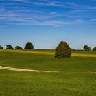 Sommer in Grün