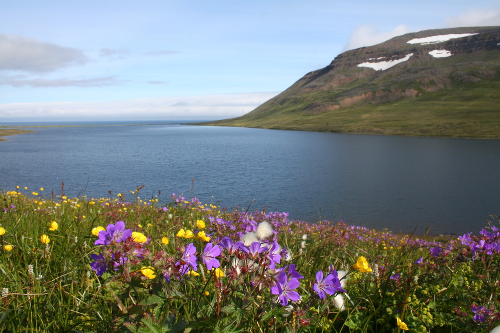 Sommer in Hornstrandir