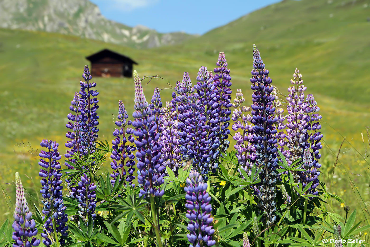 Sommer in Innerarosa