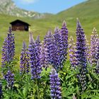 Sommer in Innerarosa