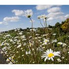 Sommer in Irland