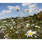 Sommer in Irland