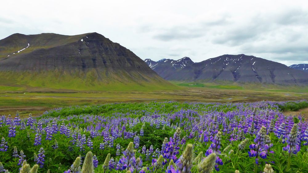 Sommer in Island