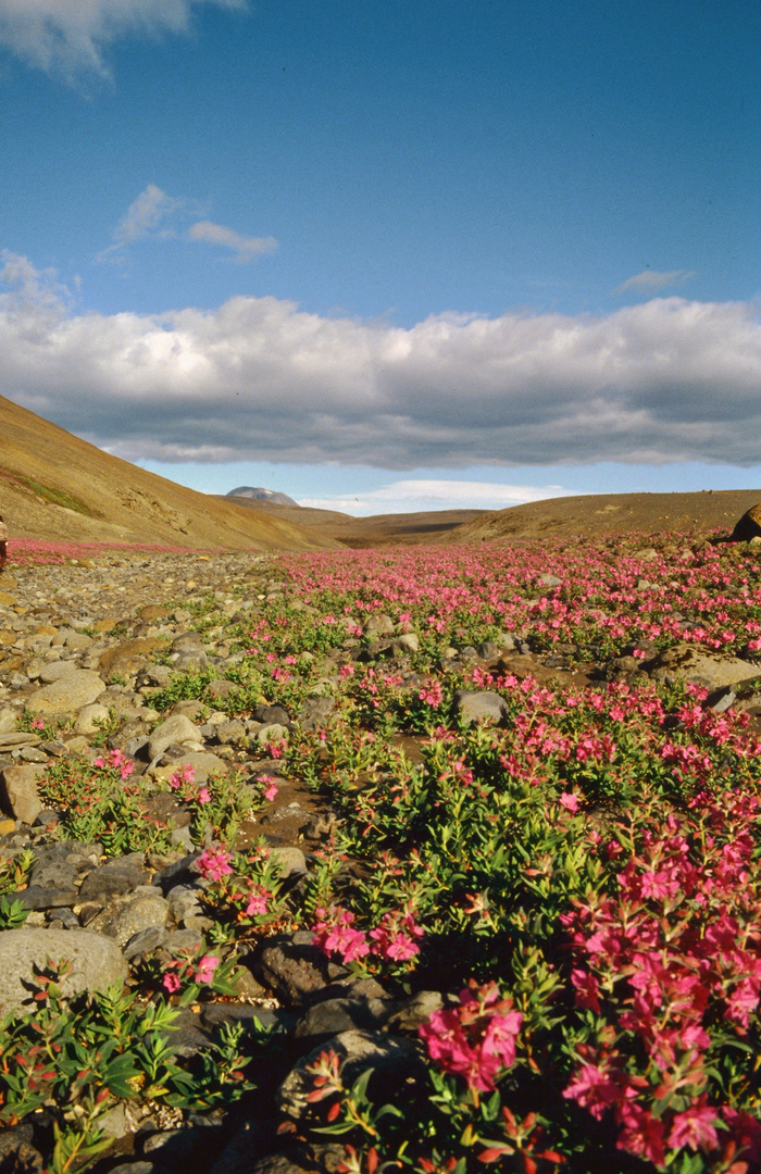 Sommer in Island