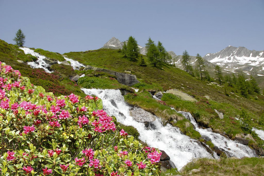 Sommer in jungfräulicher Natur