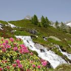 Sommer in jungfräulicher Natur