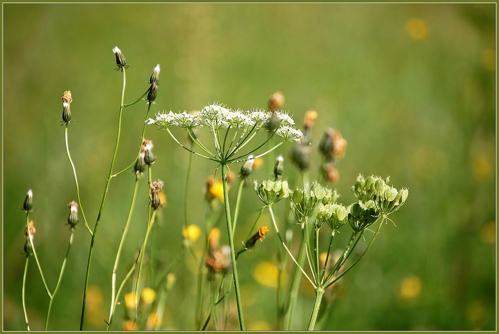 Sommer in Kärnten *2