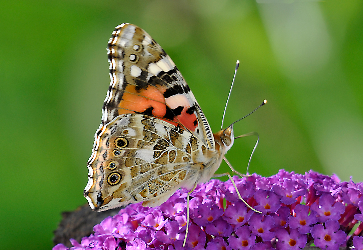 Sommer in Käthes Garten