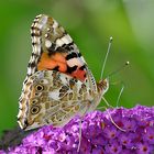 Sommer in Käthes Garten