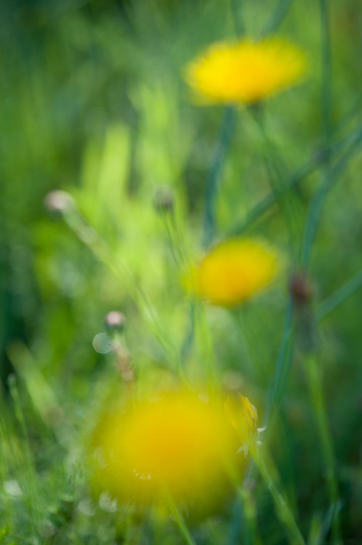 Sommer in Koldenhof I