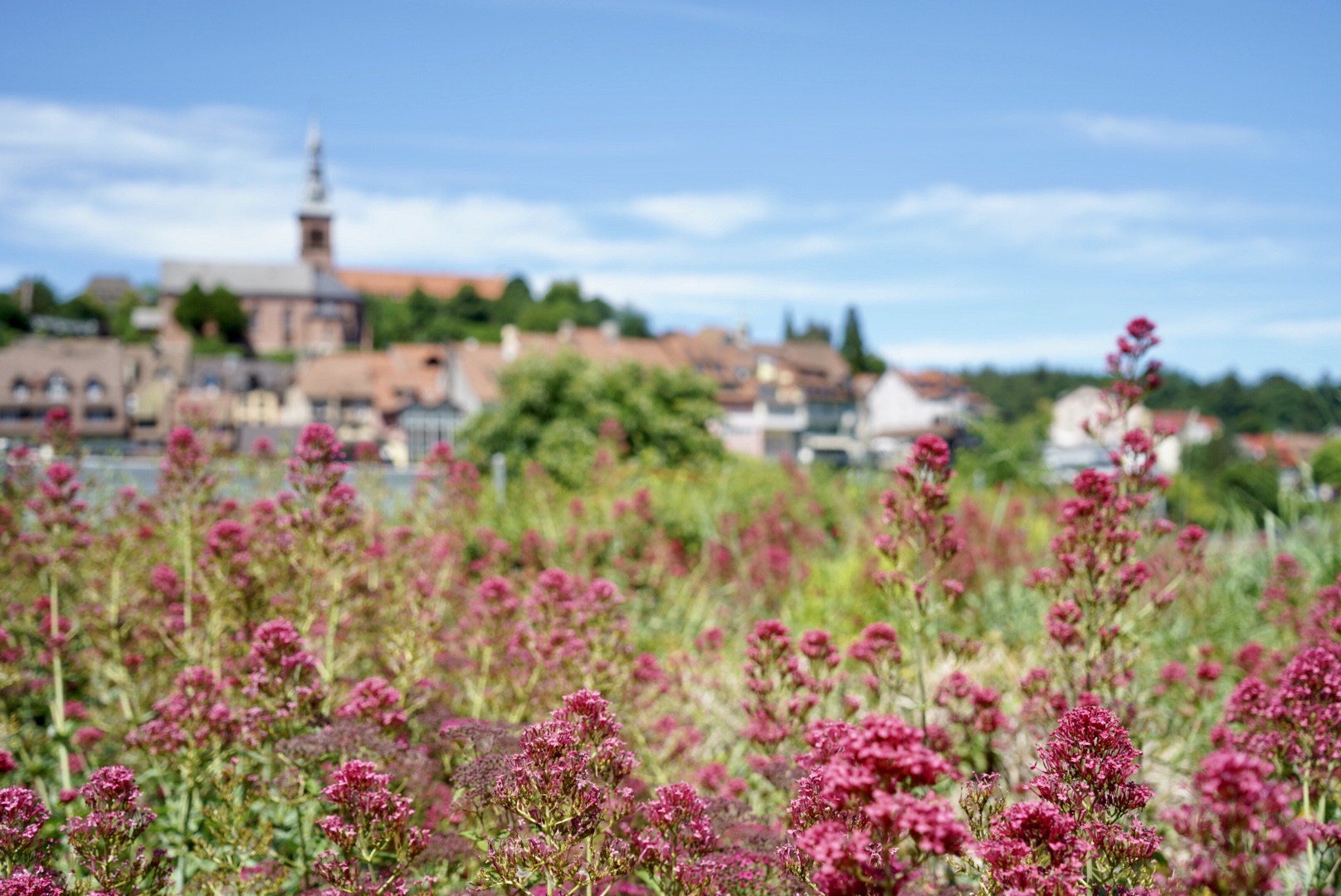 Sommer in Laufenburg 2